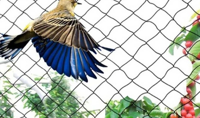 Anti Bird Net In Gachibowli
